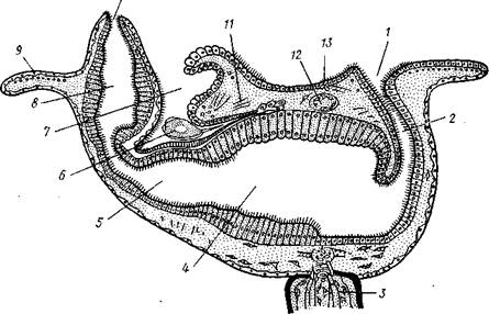 Дополнение к типу Tentaculata - student2.ru