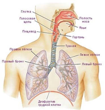 Дыхательная система человека - student2.ru
