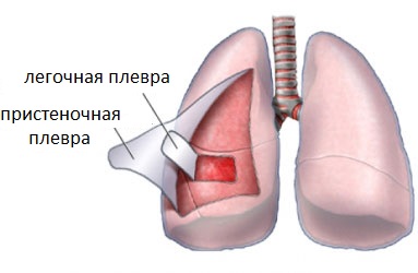 Дыхательная система человека - student2.ru