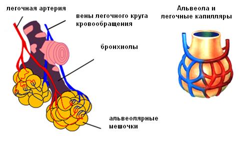 Дыхательная система человека - student2.ru