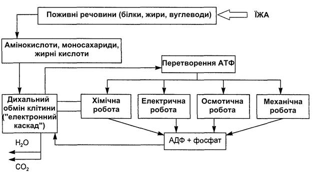 Енергетичний обмін. Терморегуляція. - student2.ru