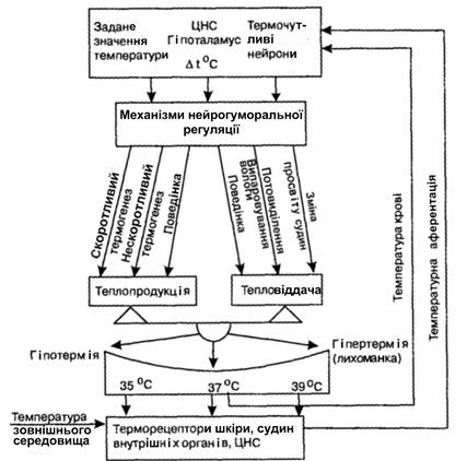 Енергетичний обмін. Терморегуляція. - student2.ru