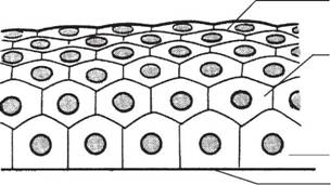Епітеліальна тканина - student2.ru