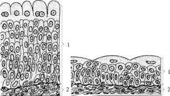 Епітеліальна тканина - student2.ru