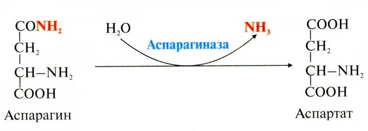 Если в крови преобладает форма фермента BM, значит у человека – инфаркт миокарда - student2.ru