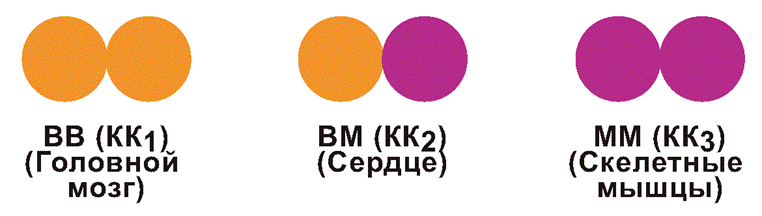 Если в крови преобладает форма фермента BM, значит у человека – инфаркт миокарда - student2.ru