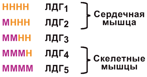 Если в крови преобладает форма фермента BM, значит у человека – инфаркт миокарда - student2.ru