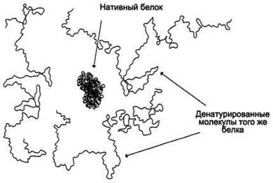 Факторы, вызывающие денатурацию белков - student2.ru