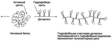 Факторы, вызывающие денатурацию белков - student2.ru