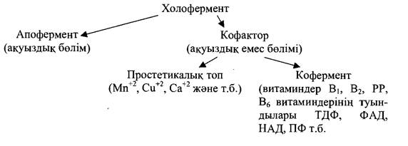 Ферменттер жалпы қасиеттері, әсер ету механизмдері. - student2.ru