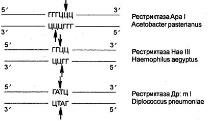 Ферменты-рестриктазы и рестрикция ДНК - student2.ru