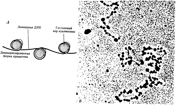 Физико-химическая организация хромосом эукариотической клетки - student2.ru