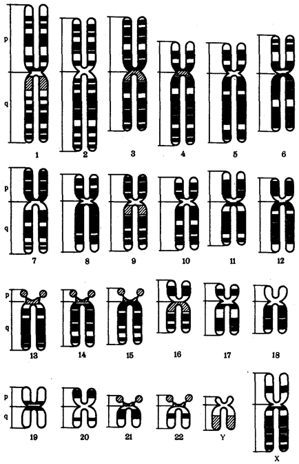 Физико-химическая организация хромосом эукариотической клетки - student2.ru