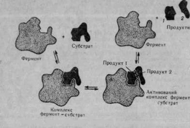 фізико-хімічні властивості білків 3 страница - student2.ru