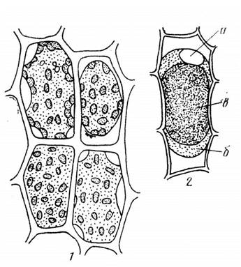 физиология растительной клетки 2 страница - student2.ru