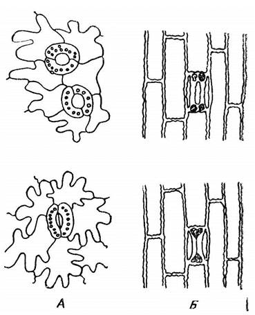 физиология растительной клетки 2 страница - student2.ru