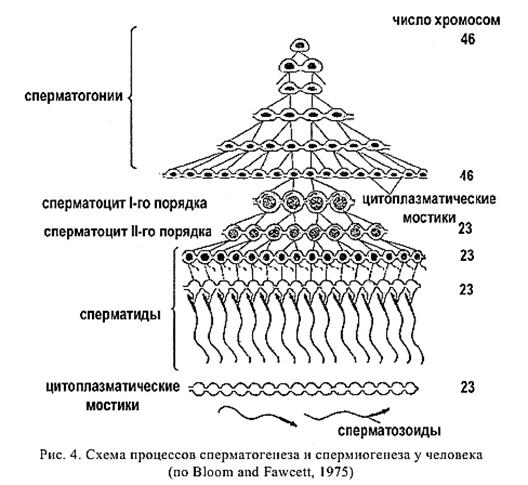 Фолликулярная/менструальная фаза - student2.ru