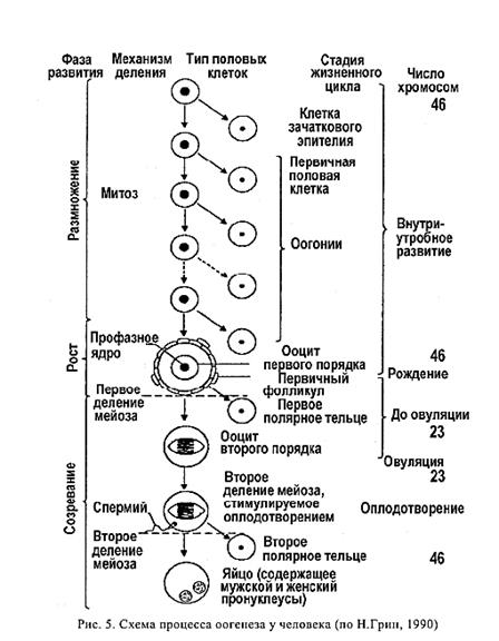 Фолликулярная/менструальная фаза - student2.ru