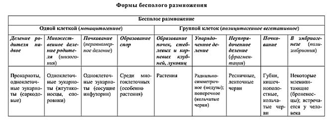 Фолликулярная/менструальная фаза - student2.ru