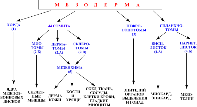 Формирование комплекса осевых зачатков - student2.ru