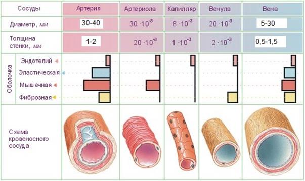 Формирование кровеносных сосудов - student2.ru