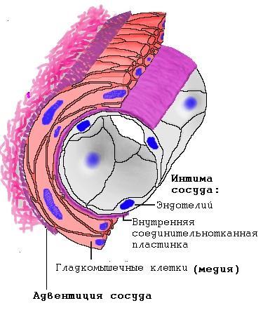 Формирование кровеносных сосудов - student2.ru
