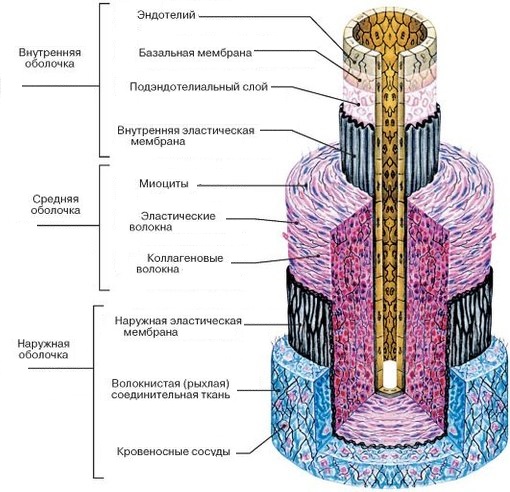 Формирование кровеносных сосудов - student2.ru