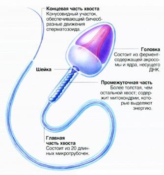 Формирование сперматозоидов (спермиогенез) - student2.ru