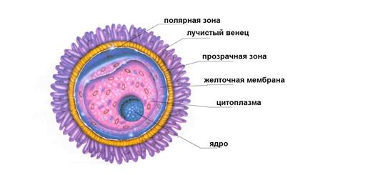 Формирование сперматозоидов (спермиогенез) - student2.ru