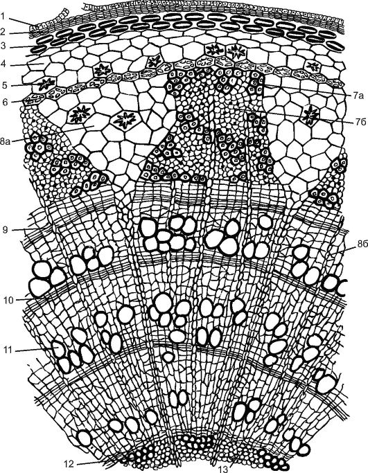 Формирование тканей стебля вторичного строения - student2.ru