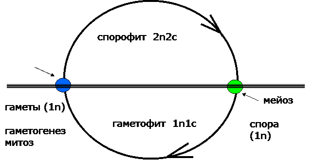 Формы бесполого размножения. - student2.ru