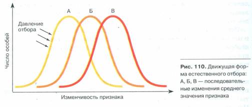 Формы естественного отбора - student2.ru