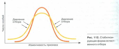 Формы естественного отбора - student2.ru