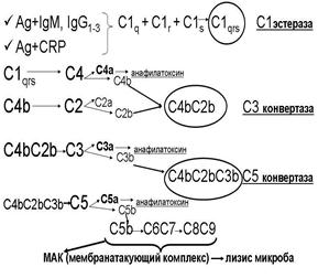 Функции системы комплемента - student2.ru