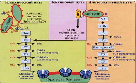 Функции системы комплемента - student2.ru