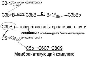 Функции системы комплемента - student2.ru