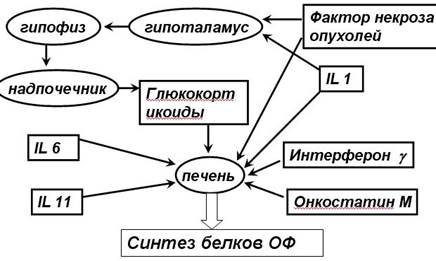 Функции системы комплемента - student2.ru