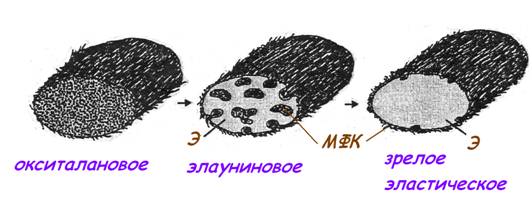 Состоит из белковых волокон и основного (аморфного) вещества. - student2.ru