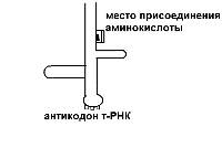 Функциональная активность генов или экспрессия генов - student2.ru