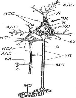 функциональная морфология нейрона - student2.ru