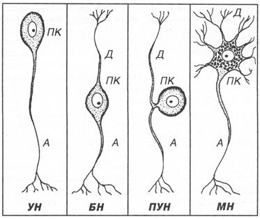 функциональная морфология нейрона - student2.ru