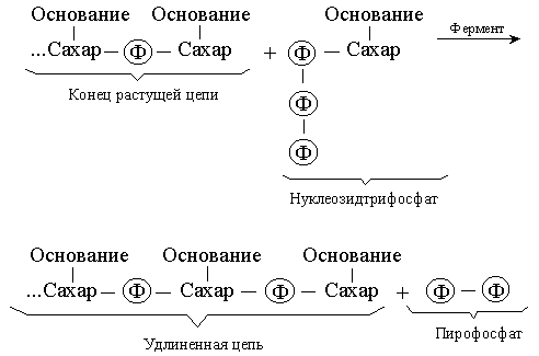функция нуклеиновых кислот - student2.ru
