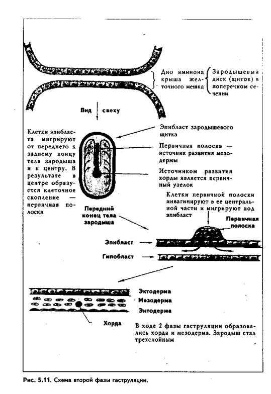 Гаструляция — процесс образования зародышевых листков - student2.ru