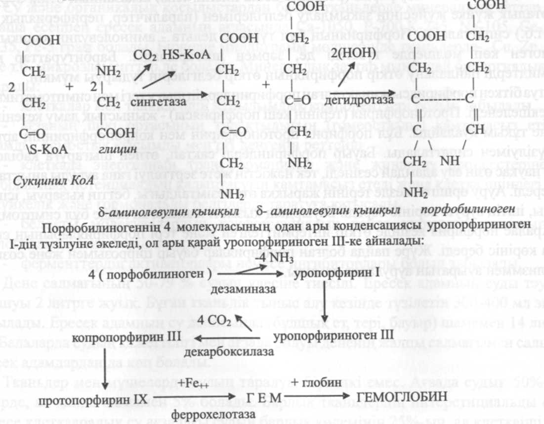 Гем синтезінің бқзылуы. Порфириялар - student2.ru