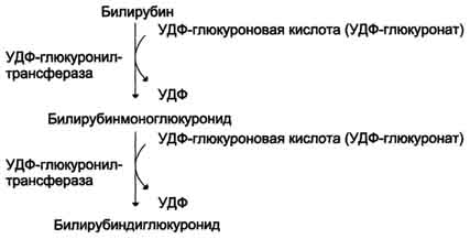 Гемоглобины взрослого человека 1 страница - student2.ru