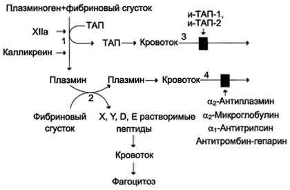 Гемоглобины взрослого человека 3 страница - student2.ru