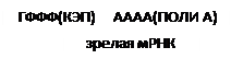 Ген, его свойства. Особенности организации генов про- и эукариот. Генетический код как способ записи наследственной информации, его свойства - student2.ru