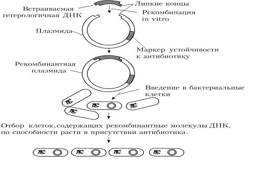 генотипическая (наследуемая) изменчивость - student2.ru