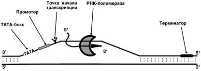 Гибридизация ДНК–ДНК и ДНК–РНК - student2.ru