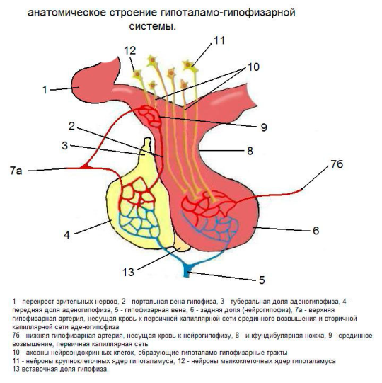 Гипоталамо-гипофизарная система. (ГГС) - student2.ru